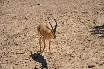 impala in serengeti national park tanzania africa