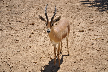 impala in africa