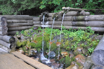 garden with plants and plants in pots