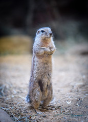closeup of Cape ground squirrel, Xerus inauris, eating and on watch for danger close to the burrow