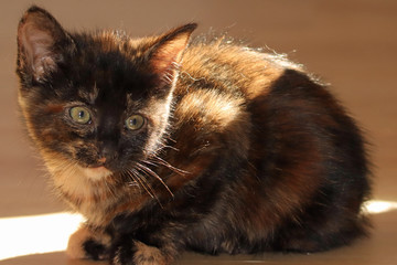 Katzenwelpe