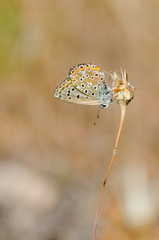 Adonis blue, butterfly, Polyommatus bellargus, Andalusia, Spain.