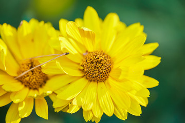 Yellow flower in the garden