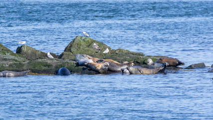 Fototapeta premium Seals Bay of Fundy