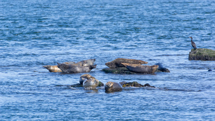 Naklejka premium Seals Bay of Fundy