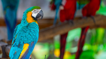 Blue And Yellow Macaw Wildlife Animal