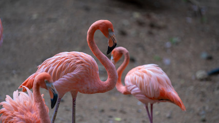 Adorable Pink Flamingo Wildlife Animal