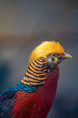 Colorful Golden Pheasant Wildlife Animal