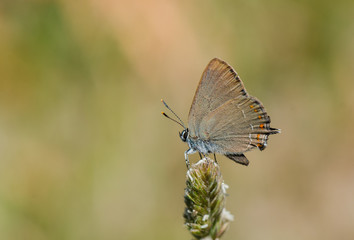 False Ilex Hairstreak, butterfly (Satyrium esculi) basking in sun, Andalusia, Spain.