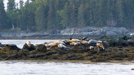 Seals Bay of Fundy