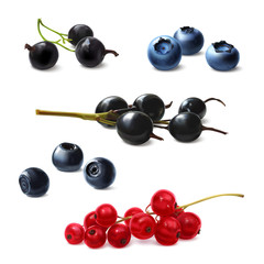 Berries set, realistic illustration. Currants, blueberries, bog whortleberry.