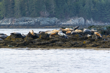 Naklejka na ściany i meble Seals Bay of Fundy