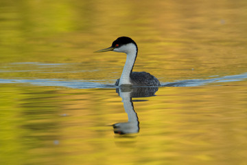 Western Grebe (Aechmophorus occidentalis)