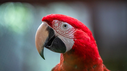 Crimson Rosella Bird Wildlife Animal