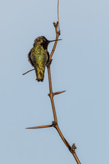 Anna's Hummingbird (Calypte anna)