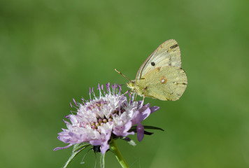Dark Clouded Yellow or Common Clouded Yellow, butterfly, Colias croceus Spain. Andalusia