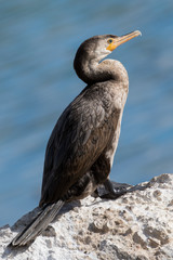 Neotropic Cormorant (Phalacrocorax brasilianus)