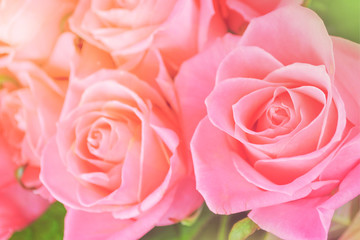  Pink roses blurred background