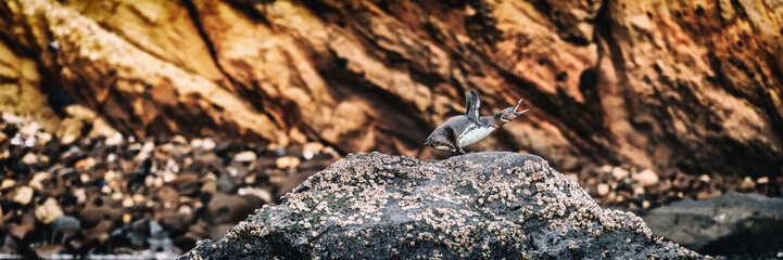 Galapagos Penguin on Galapagos Islands standing on land doing penguin call screaming. Animal behaviour of endangered species on Isabela Island. Amazing bird animals wildlife nature, Galapagos, Ecuador