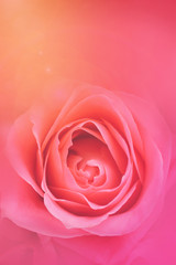 Fototapeta na wymiar Pink roses background