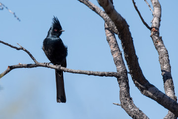 Phainopepla (Phainopepla nitens)