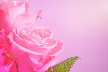 Obraz premium Pink roses background