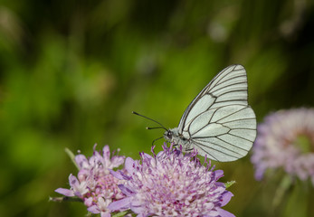 Black-veined White, Aporia crataegi,, Andalusia, spain.