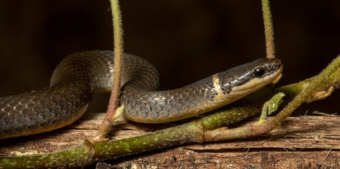 Ringneck Snake (Diadophis punctatus)