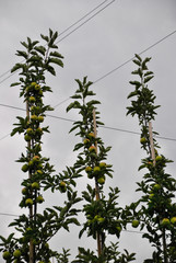 red apple trees in italian Alto Adige region