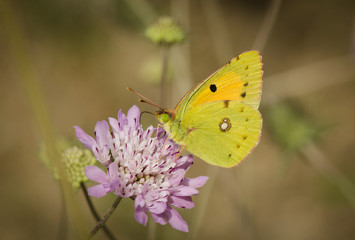 Dark Clouded Yellow or Common Clouded Yellow, butterfly, Colias croceus Spain. Andalusia