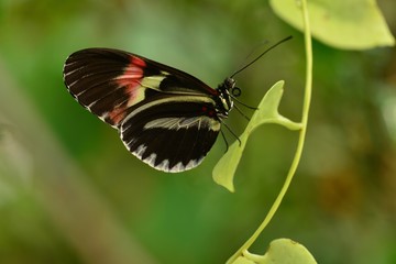 Common Postman Butterfly, Heliconius Melpomene a Central American tropical insect.