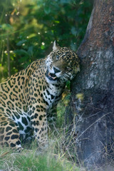 Jaguar, Power, strength, determination, leadership, animal, wild, panther, background, cat, dangerous, powerful, front, view, mammal, isolated, gracious, carnivorous, spots, carnivore, shadow, walking