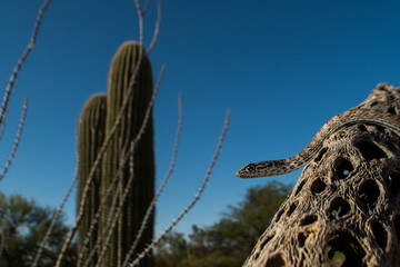 Coachwhip (Masticophis flagellum) Snake