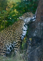 Spotted Jaguar rubbing against a treet, marking it