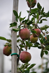 red apple trees in italian Alto Adige region