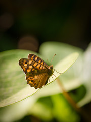 Obraz premium Speckled wood, Pararge aegeria, butterfly, southern europe, spain.