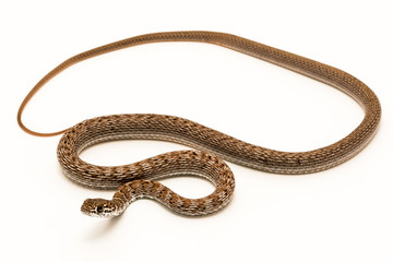 Coachwhip (Masticophis flagellum) Snake