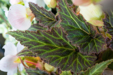 Begonia leaves with beautiful green color in mosaic pattern