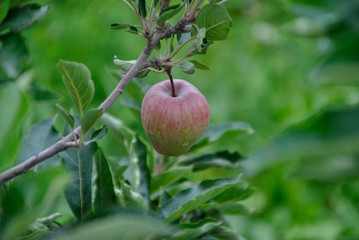 red apple trees in italian Alto Adige region
