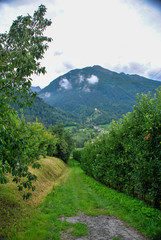 Obraz premium green apple trees in italian Alto Adige region