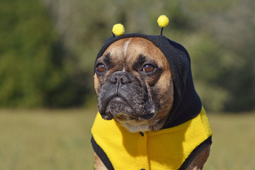 Portrait of cute and funny brown French Bulldog dog  dressed up as a bee wearing a black and yellow...