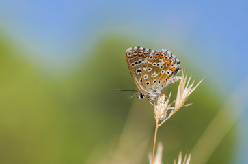 Adonis blue (Polyommatus bellargus) butterfly, Malaga, Spain.