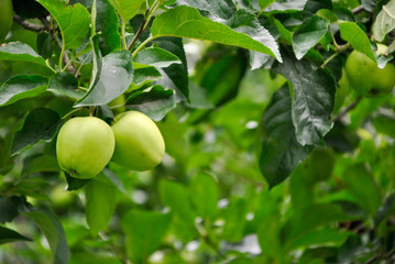green apple trees in italian Alto Adige region