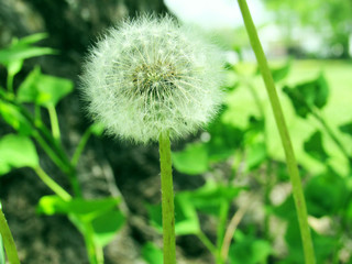 dandelion on background of green grass