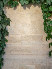 a wall of ivy-covered bricks in warm evening light.