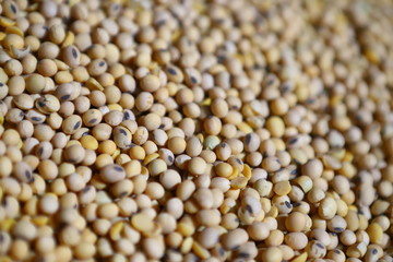 Soybean, dry yet untreated soybean, in the farmer's hangar Soybean, closeup. Open soy pods on the background of dry beans.