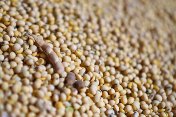 Soybean, dry yet untreated soybean, in the farmer's hangar Soybean, closeup. Open soy pods on the background of dry beans.