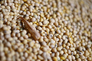Soybean, dry yet untreated soybean, in the farmer's hangar Soybean, closeup. Open soy pods on the background of dry beans.