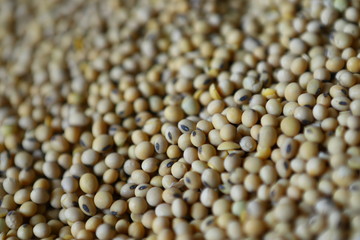 Soybean, dry yet untreated soybean, in the farmer's hangar Soybean, closeup. Open soy pods on the background of dry beans.