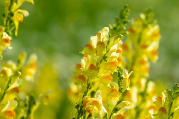 beautiful yellow flowers in meadow on bright sunny day